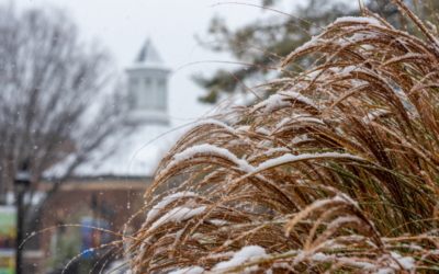 January 2026 Newsletter – Best of 2025